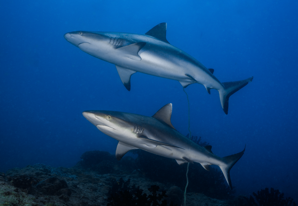 requins